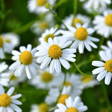 Echte Kamille - Matricaria camomilla