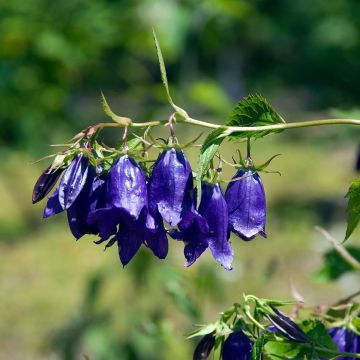 Campanula Kent Belle - Gepunktete Glockenblume