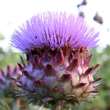 Wilde Artischocke BIO - Cynara cardunculus