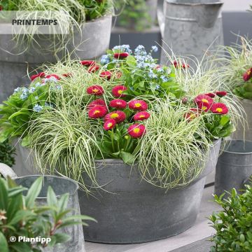 Carex oshimensis EverColor Everlite - Oshima-Segge