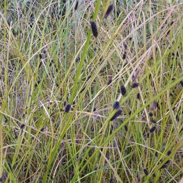 Carex dipsacea - Neuseeland-Segge