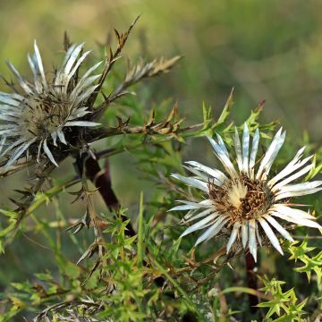 Carlina acaulis subsp. simplex - Einfache Silberdistel
