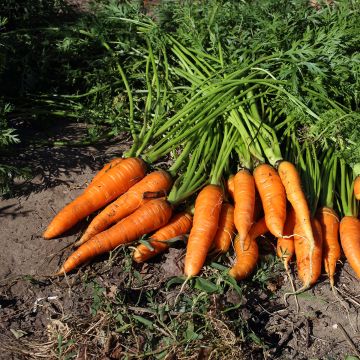 Carotte Adelaide F1  - Daucus carota 