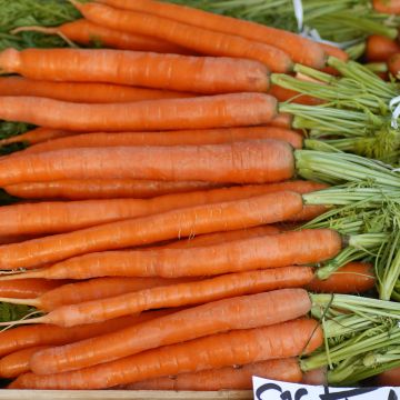 Carotte Longue Lisse de Meaux - Daucus carota