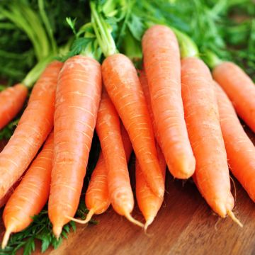 Carotte Scarla - Daucus carota