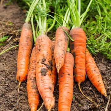 Carotte Sweet Candle F1 - Daucus carota 