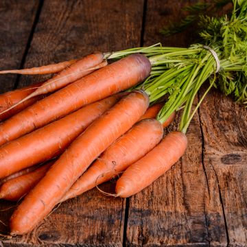 Carotte Tendersnax F1 - Daucus carota 