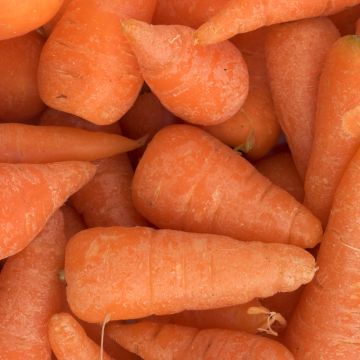 Möhre Chantenay Red Core (BIO Samen)