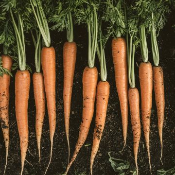 Carotte géante de Tilques - Daucus carota