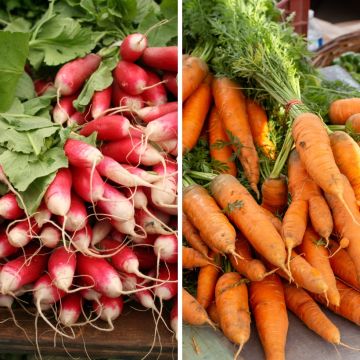 Möhre und Rettich Mix (Nantaise 2 Karotte - 18 Tage Rettich) - Bio - Ferme de Sainte Marthe