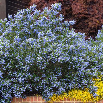 Säckelblume Skylark - Ceanothus