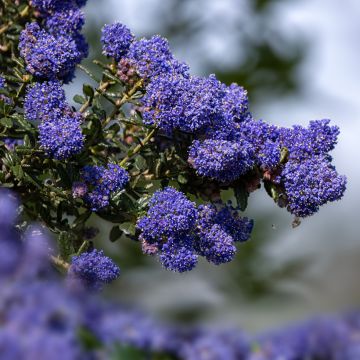 Säckelblume Dark Star - Ceanothus impressus