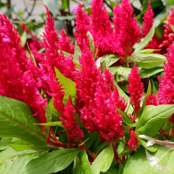 Celosia spicata Kelos Fire Red - Brandschopf