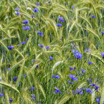 Kornblume (Samen) - Centaurea cyanus