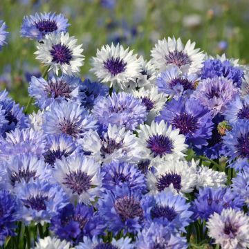 Graines de Centaurée bleuet Classic Fantastic  - Centaurea cyanus