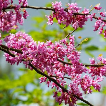 Kanadischer Judasbaum Tennessee Pink - Cercis canadensis