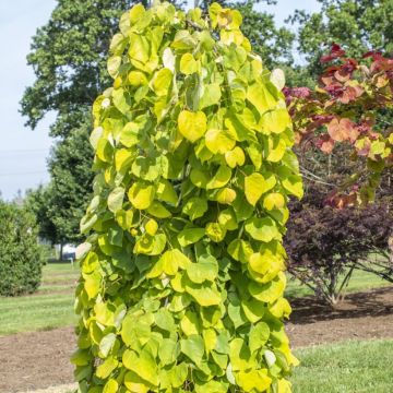 Kanadischer Judasbaum Golden Falls - Cercis canadensis