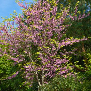 Kanadischer Judasbaum - Cercis canadensis 