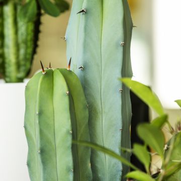 Säulenkaktus - Cereus peruvianus