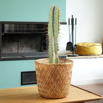 Säulenkaktus - Cereus peruvianus