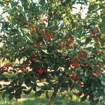 Sauerkirsche Griotella - Prunus Cerasus