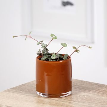 Leuchterblume - Ceropegia woodii