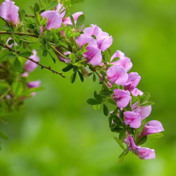 Chamaecytisus purpureus - Purpurroter Geißklee