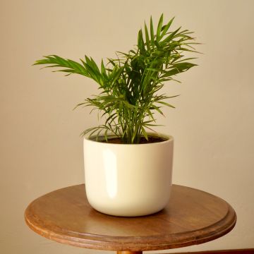 Chamaedorea elegans - Bergpalme