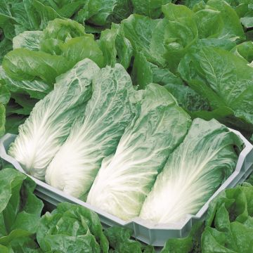 Chicorée Pain de Sucre Bio