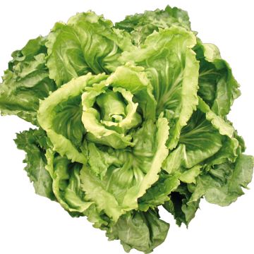 Endivie Escariol Cornet d'Anjou Bio