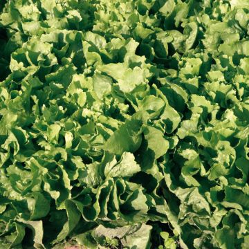 Endivie Escariol Géante Maraîchère race Isis