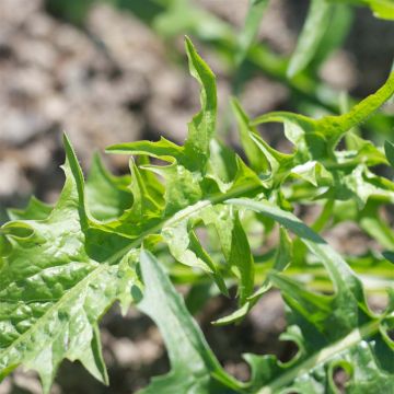 Blattzichorie Catalogne Gigante di Chioggia Bio - Ferme de Sainte Marthe