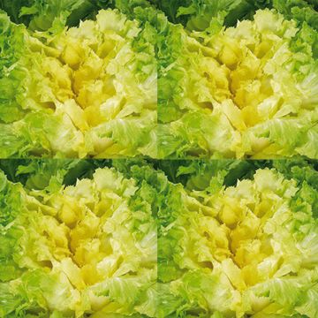 Zichoriensalat Améliorée Blonde