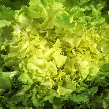 Endivie Escariol Géante Maraîchère (BIO Samen)