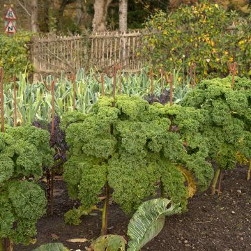 Grünkohl Dwarf Green Curled