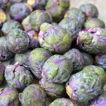 Chou de Bruxelles Rouge Rubine Bio - Ferme de Sainte Marthe