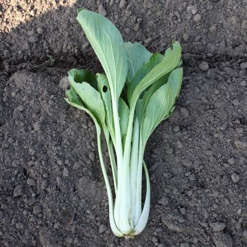 China-Kohl Pak Choi Taï Saï BIO