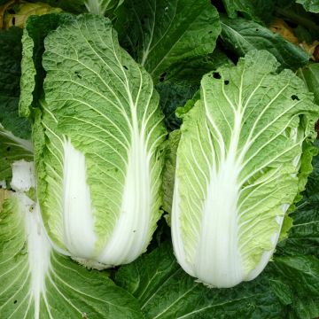 Chou de Chine Pe Tsaï