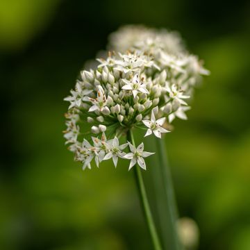 Chinesischer Lauch - Allium ramosum