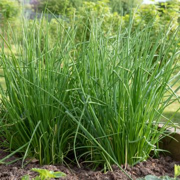 Schnittlauch Polyvit Bio