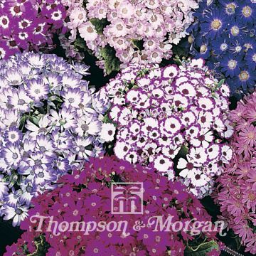 Pericallis Dwarf British Beauty Mixed (Samen) - Aschenblume