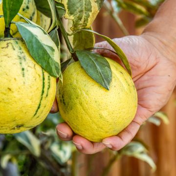 Panaschierte Zitrone - Citrus limon variegata