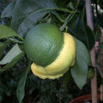Bitterorange Bizzaria - Citrus aurantium