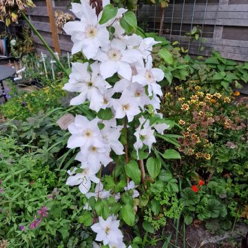Clématite - Clematis Guernsey Flute