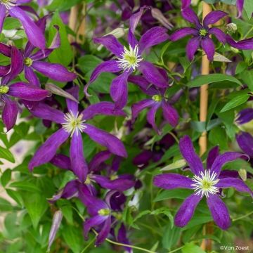 Clematis viticella Glorious Night - Waldrebe