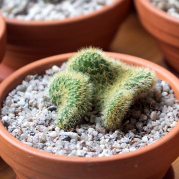 Kaktus - Cleistocactus winteri f. cristata