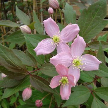 Clematis montana Fragrant Spring - Berg-Waldrebe