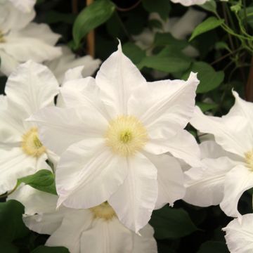 Waldrebe Ice Blue - Clematis