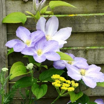 Clématite - Clematis SUCCESS Lavender