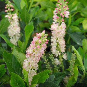 Clethra alnifolia Rosea - Scheineller